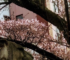 ✿熱海桜✿