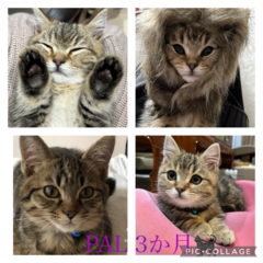 =^_^=　PAL　=^_^=