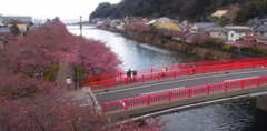 河津桜