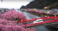河津桜情報