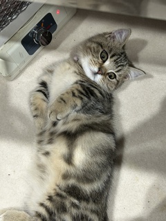 =^_^=猫の日=^_^=