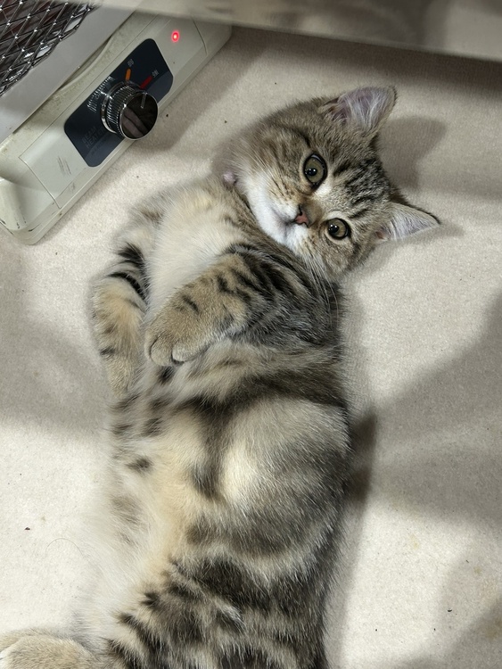 =^_^=猫の日=^_^=