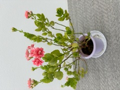 ❀また咲きました❀