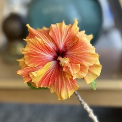 花盛り?