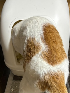 =^_^=トイレ入ります=^_^=