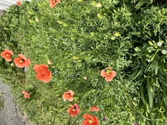 ひなげし