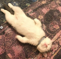 春は眠い