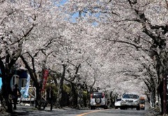 ❀桜並木開花状況❀