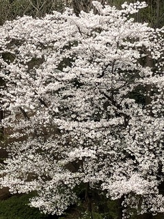 ❀満開❀