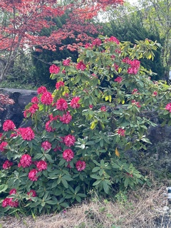✿ 石楠花 ✿