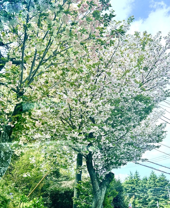 桜は散り始めが美しい…