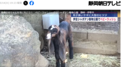 ベビーラッシュ 伊豆シャボテン公園