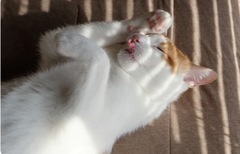 =^_^=猫が顔を洗うと雨になる=^_^=