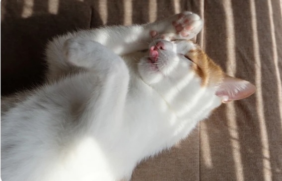 =^_^=猫が顔を洗うと雨になる=^_^=