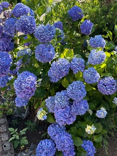 ~紫陽花~
