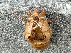 ?脱け殻?