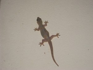 ～やもり(家守)～