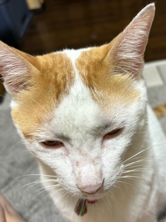 ?家猫?