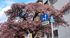 ❁熱海桜❁