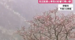 昨日は雪