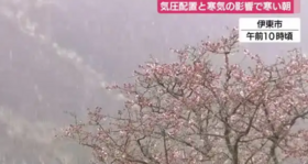 昨日は雪
