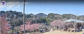 河津桜が見頃を迎えました