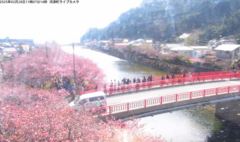河津桜が見頃を迎えました