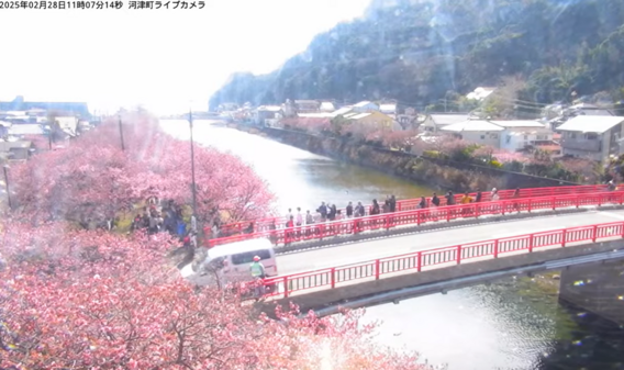 河津桜が見頃を迎えました