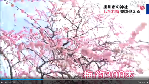 梅