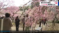 梅