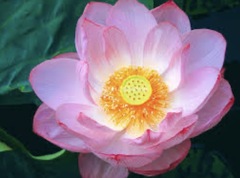 ❀春彼岸明け❀