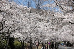 ❀ソメイヨシノ❀