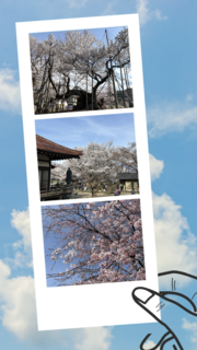 山高神代桜