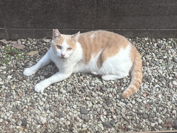 (=^・^=)外猫チャー(=^・^=)