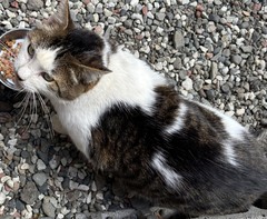 (=^・^=)外猫テン(=^・^=)