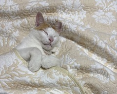 (=^・^=)汚れが目立つ(=^・^=)