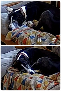 老犬なので・・・