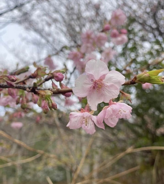 ＊＊桜＊＊