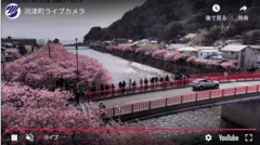 河津桜まつり