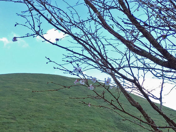 ～10月さくら～