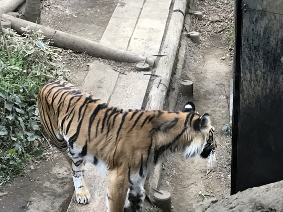 ##上野動物園♯#