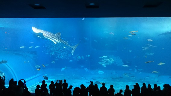 ♪沖縄旅行　古宇利大橋～美ら海水族館