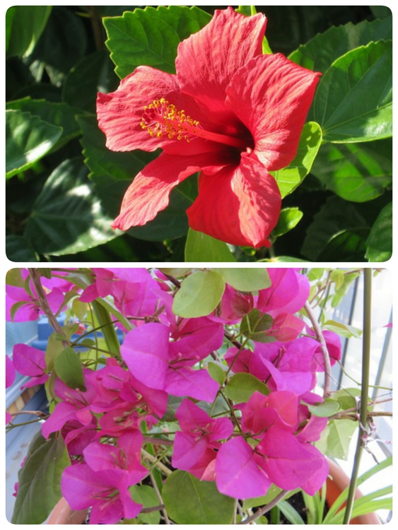 ✿～沖縄の海と沖縄の花～✿