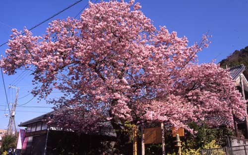 ❀2018年『河津桜まつり』開幕❀