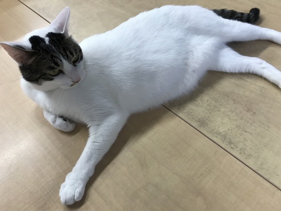 (=^・^=)にゃん・にゃん・にゃん(=^・^=)