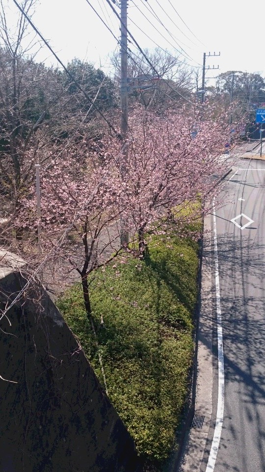 ❀大寒桜❀