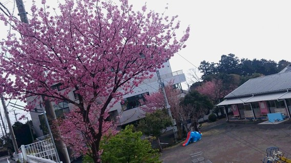 ❀お花見日和❀