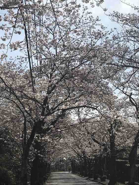 ＃イトーピア　桜見頃＃
