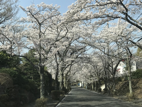 ～イトーピア桜満開～