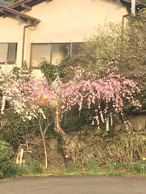 ””しだれ花桃””